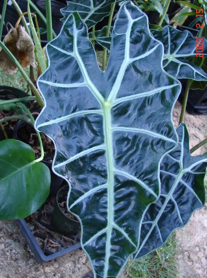 African Mask  ALOCASIA AMAZONICA
 picture by 7_Heads