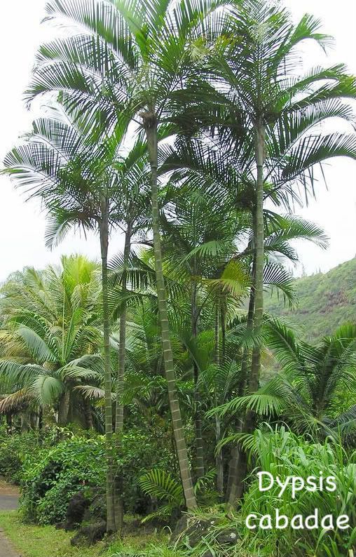 Dypsis cabadae palm grows to a height of 30 feet on a multiple grey-ringed trunks.