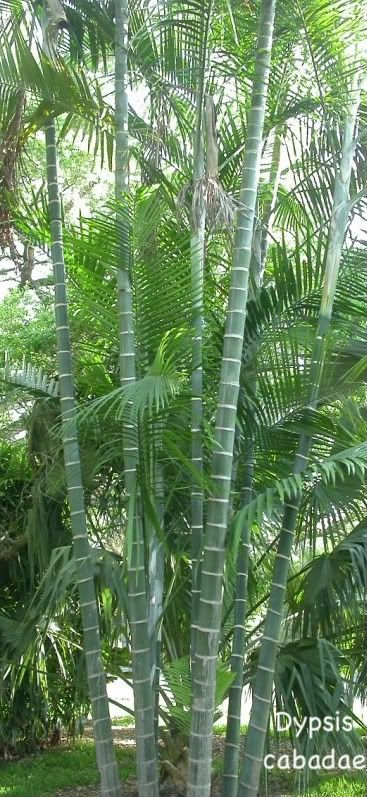 Dypsis cabadae has graceful pinnate leaves are 8-12 feet long and the leaflets are 3 feet long.