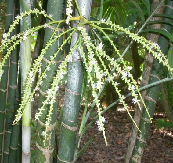 Dypsis cabadae inflorescence