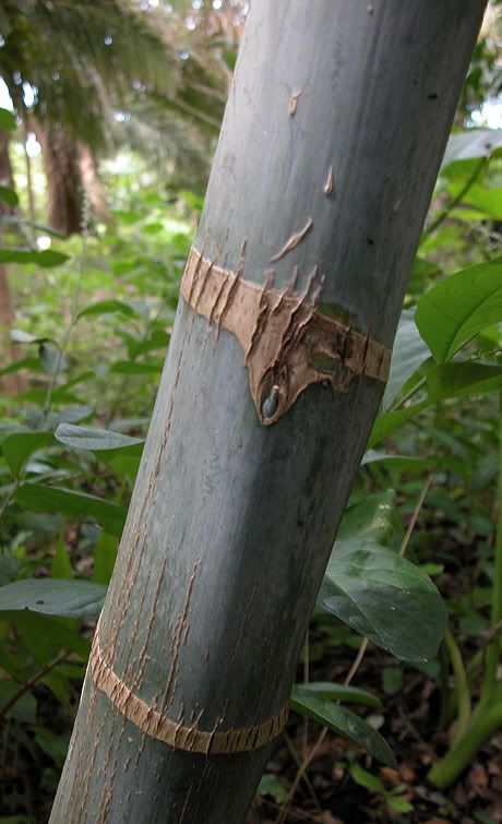 Dypsis lanceolata Trunk Detail