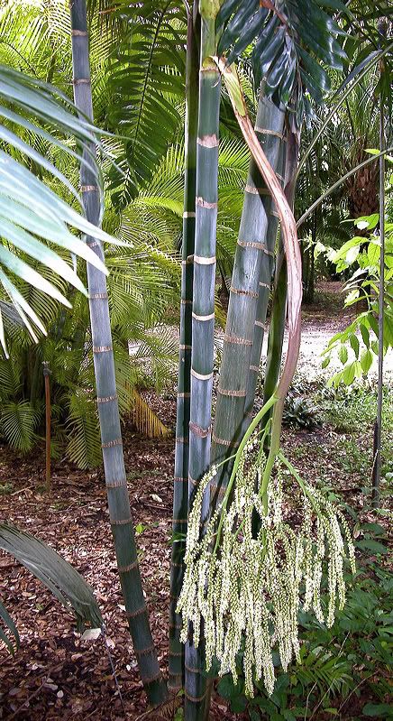 BLUE BAMBOO PALM
Dypsis lanceolata at Fairchild Gardens