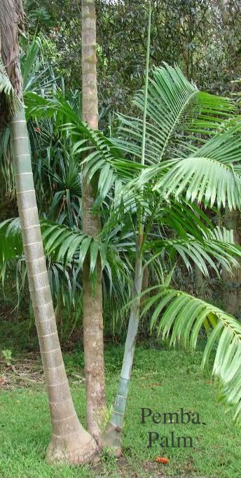 Mpapindi Palm