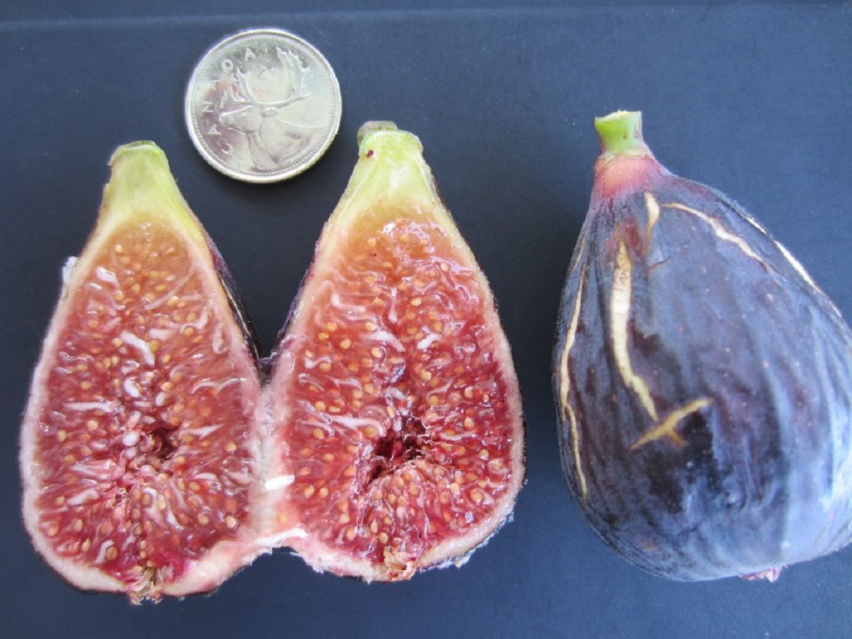 Ficus carica    Figs