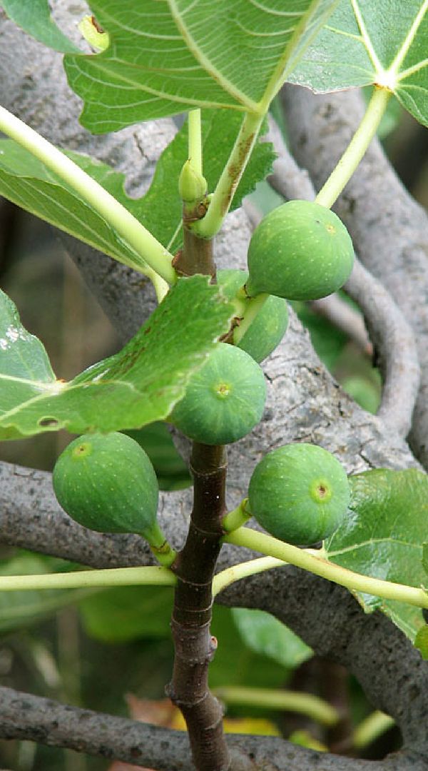 Ficus carica cv Lattarula Fig Tree