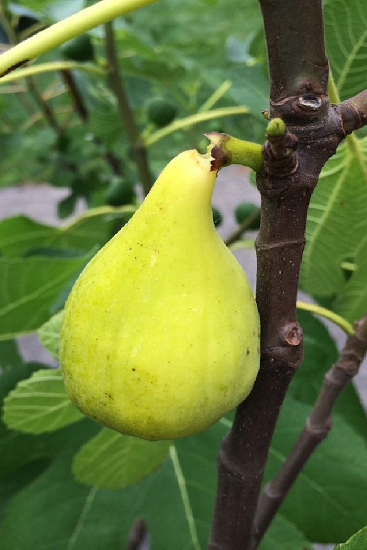 Ficus carica cv Lattarula Fig Tree