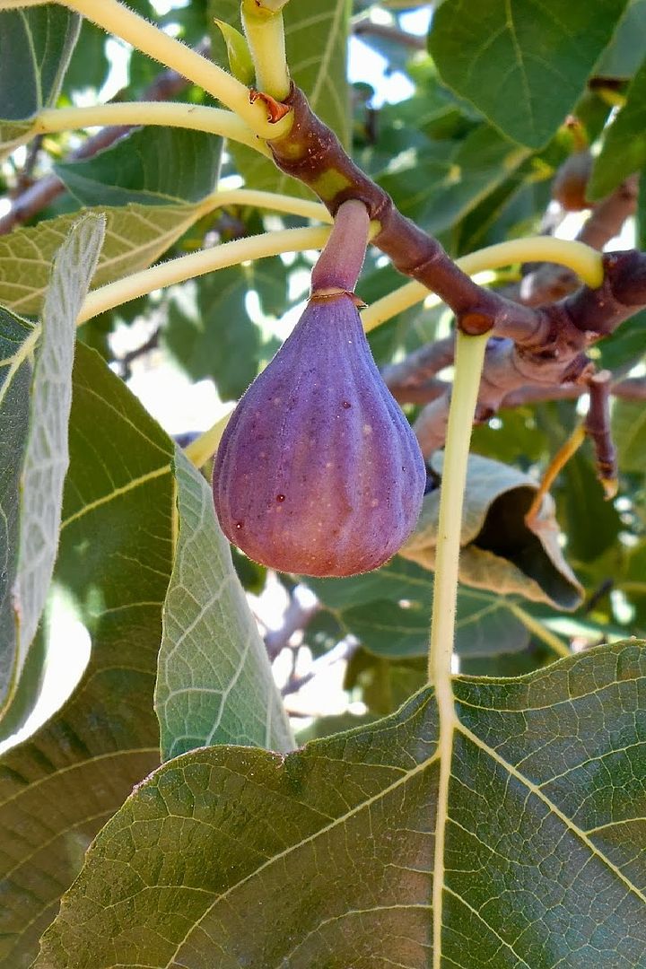 Ficus carica   Figs