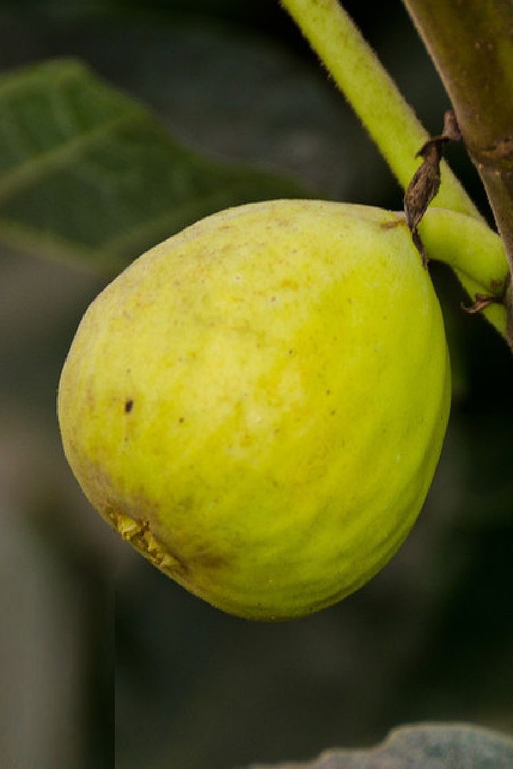 Kadota Figs