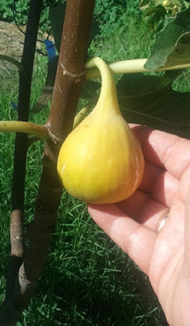 Yellow Long Neck Figs