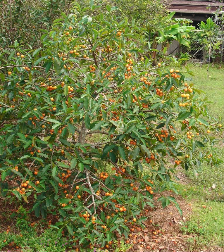 Lemon Drop Mangosteen Tree