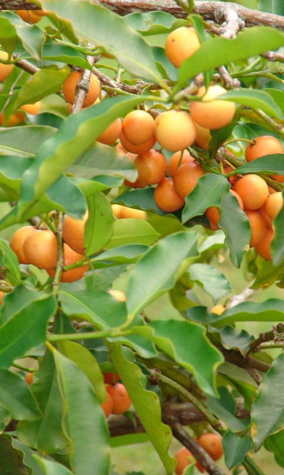 Garcinia intermedia Canopy Detail