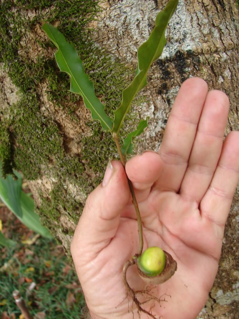 Similar Macadamia Seedling for sale