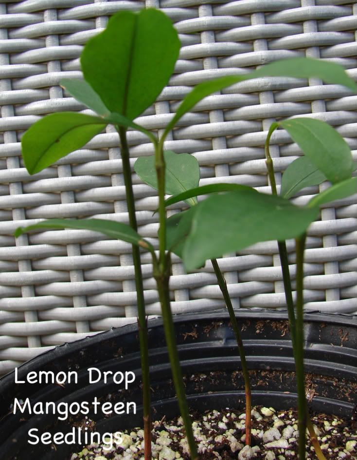 Lemon Drop Mangosteen Seedlings offered for sale