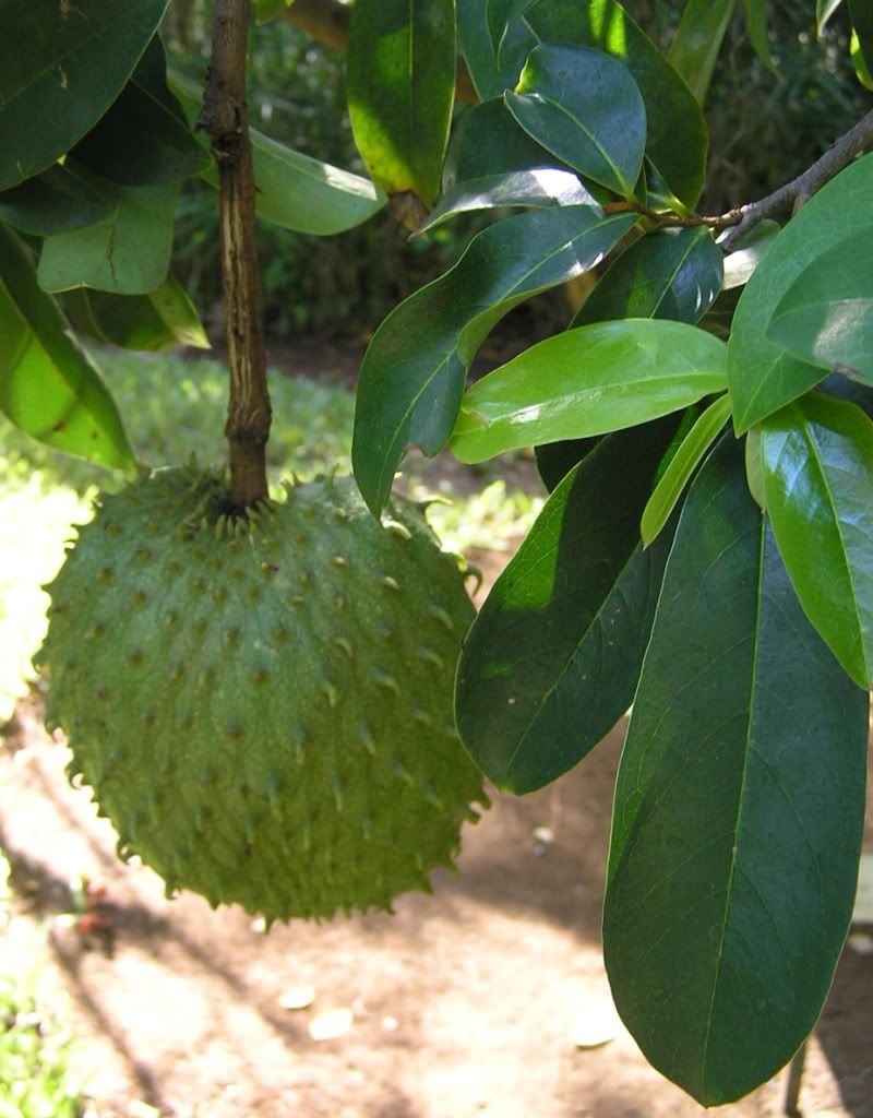 Soursop
Annona muricata