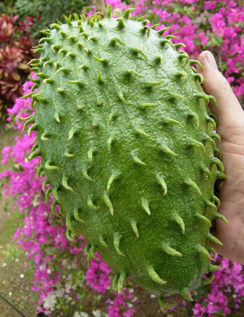 Soursop
Annona muricata