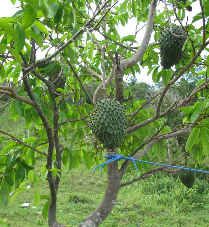 Soursop
Annona muricata