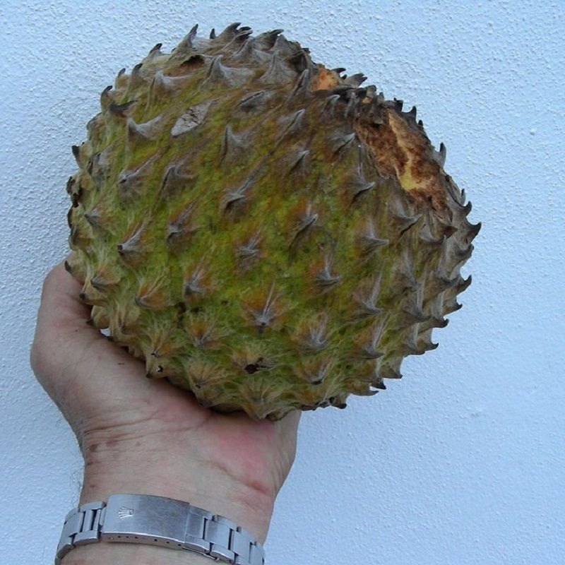 Annona purpurea