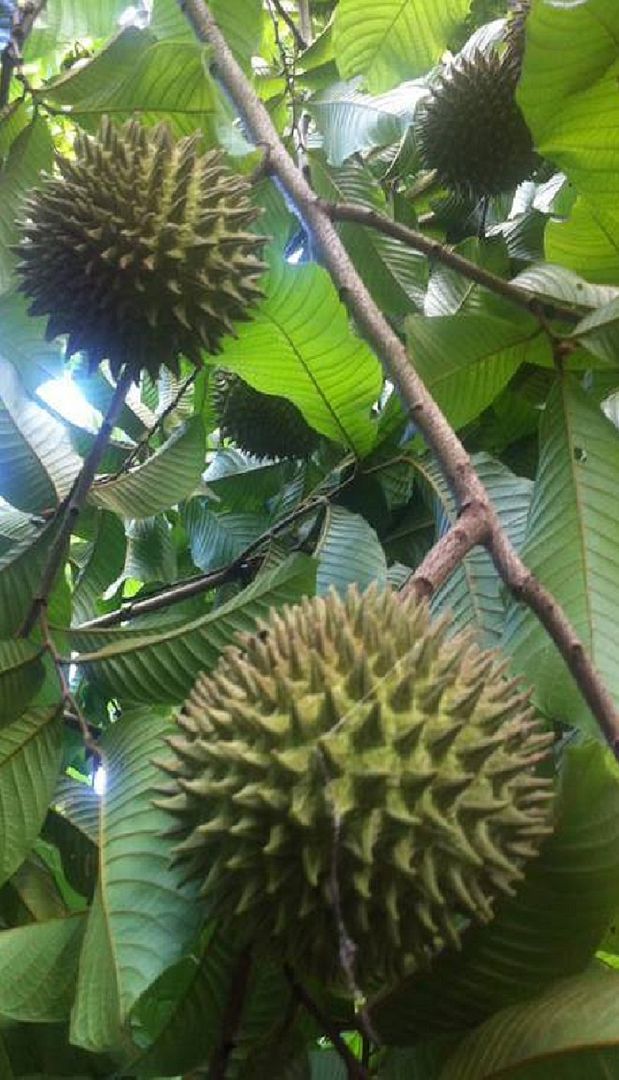 Annona purpurea