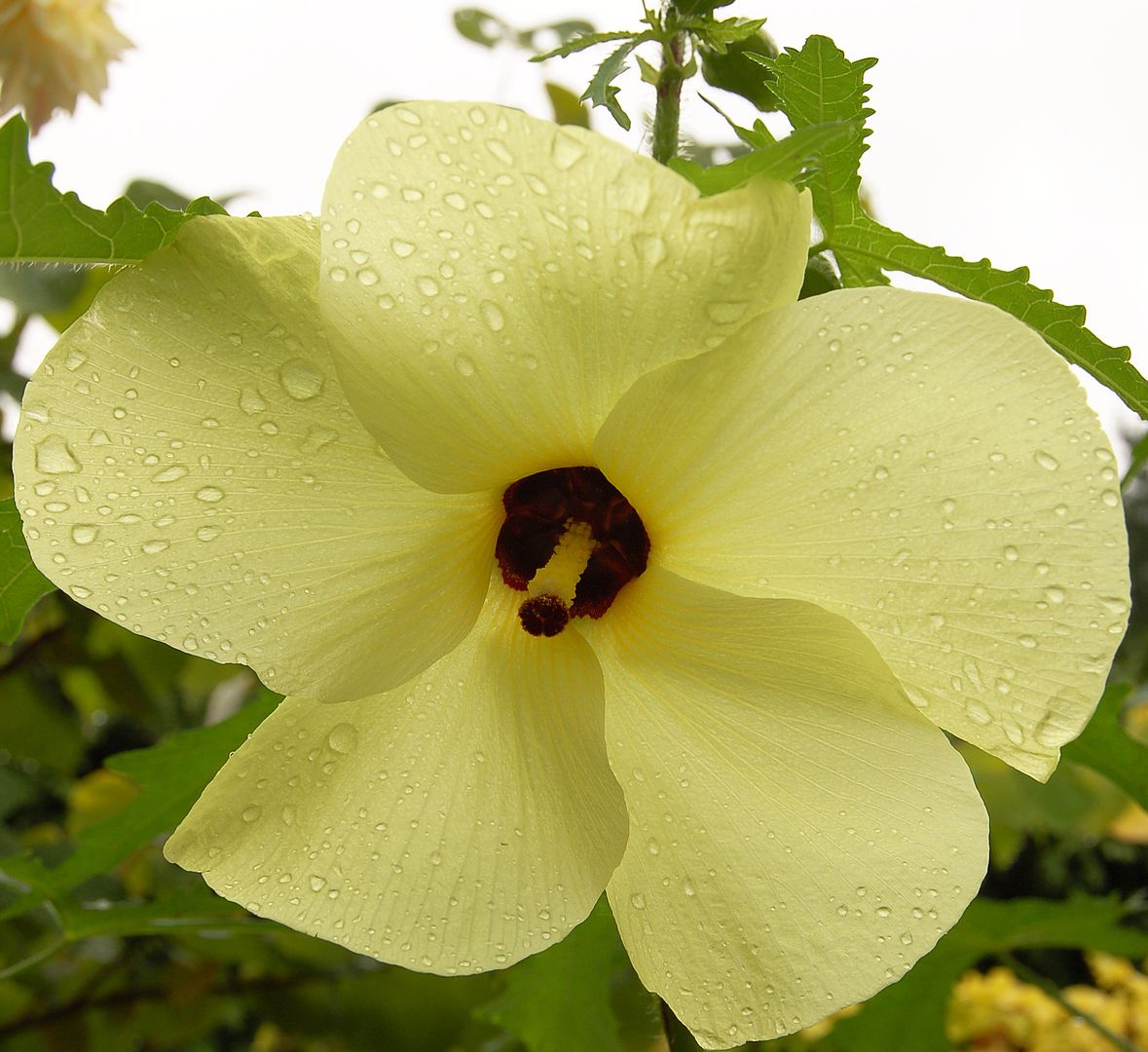 Edible Hibiscus is a large ornamental okra with dinner-plate-sized, sulfur yellow flowers with dark eyes.