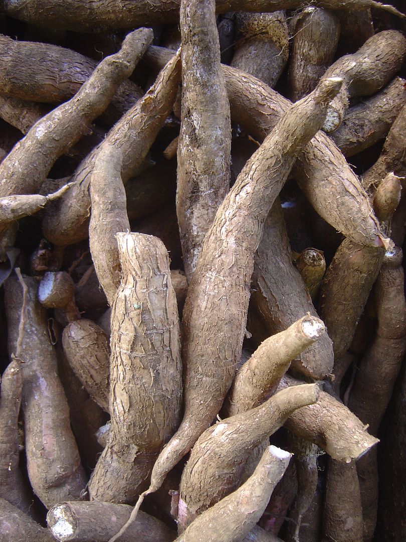 Even Edible Hibiscus roots is used to make neri, a starchy substance used in making Washi.