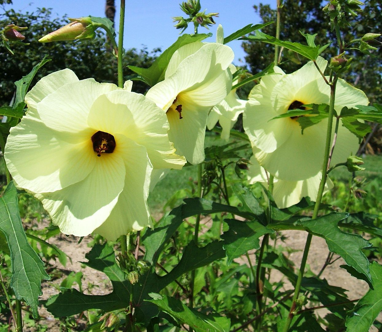 Edible Hibiscus flowers are a lovely pale yellow with a dark purple/maroon center.