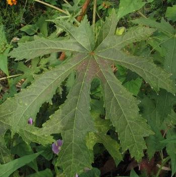 Edible Hibiscus Even the leaves can be used. The leaves are used in the same way collards are. 
 Abelmoschus manihot 
picture by 7_Heads