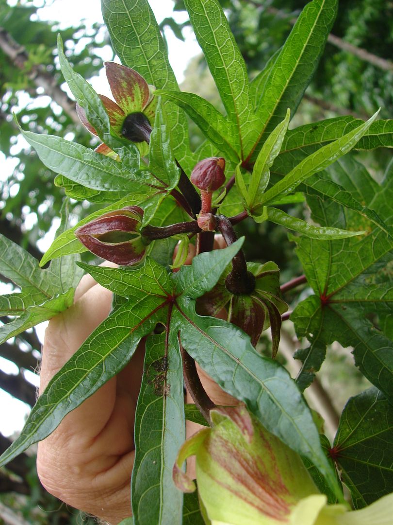 Edible Hibiscus is one of the world's most nutritious leafy vegetables.  The leaves are tender and sweet and can be served raw or steamed (leaf for life).