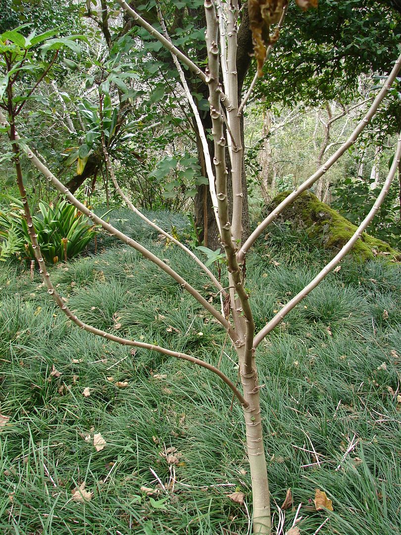 Edible Hibiscus will develop branches and become woody with age.