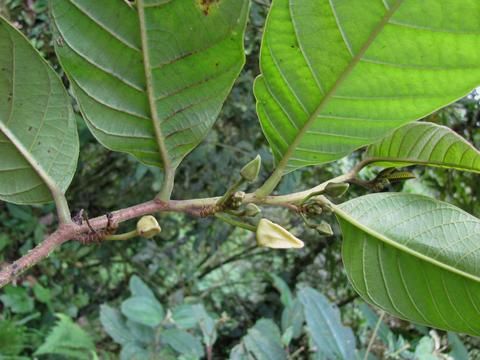 Anon Cimarron (Annona hypoglauca)