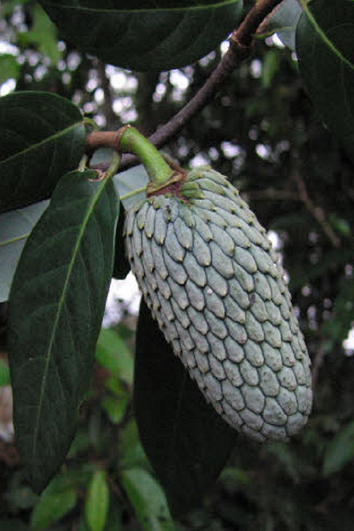 Anon Cimarron (Annona hypoglauca)