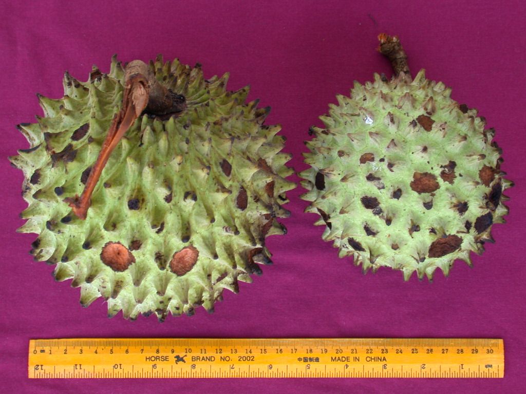 Annona purpurea