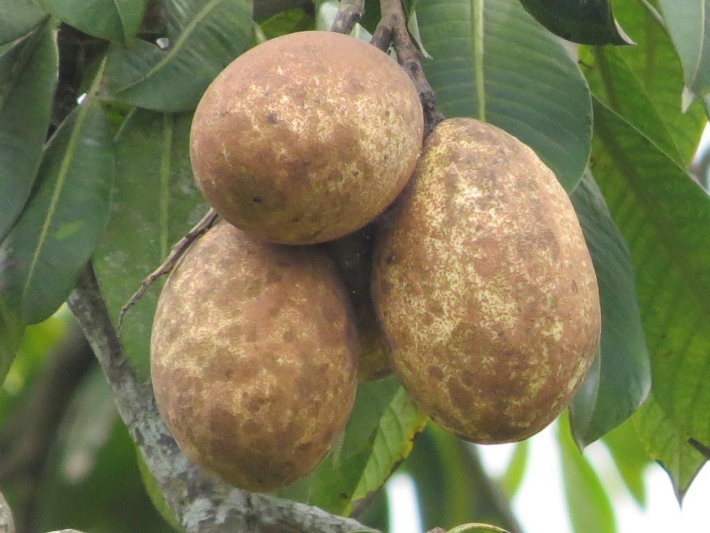 Binjai White Kemang Tree Borneo Mango Manera Giant Fruit 18 24in