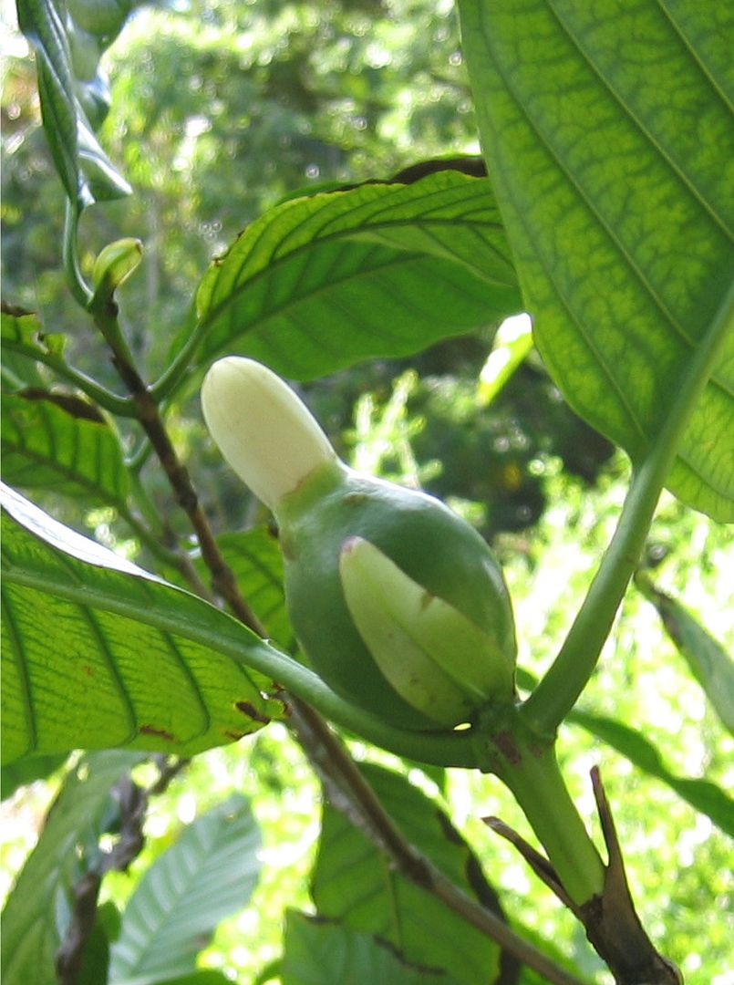 Borojo is found in the rain forests of the Pacific coast of Colombia, Ecuador and Panama