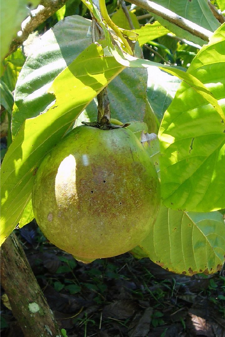 Borojo is found in the rain forests of the Pacific coast of Colombia,
        Ecuador and Panama