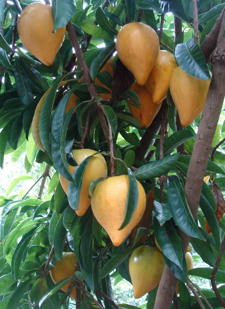 Canistel is a very prolific bearing fruit tree.
picture by 7_Heads