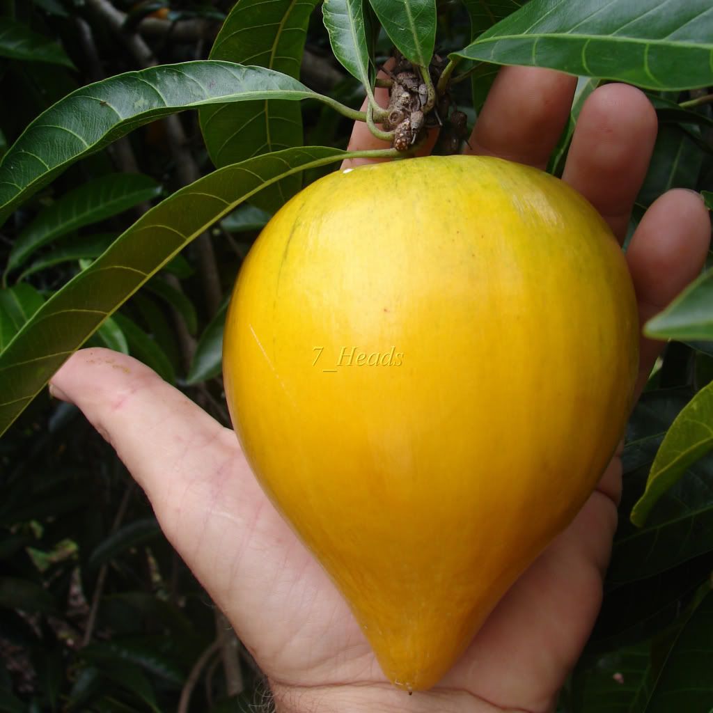 Canistel Fruit
Saludo is a variety with large round fruits with moist delicious flesh.