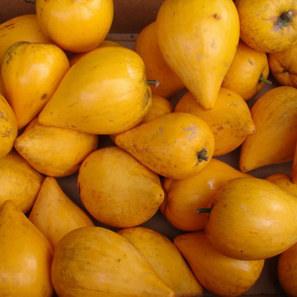 Canistel Fruits size can vary from 2.5 to as much as 5 inches in diameter, approximately the size of a peach.