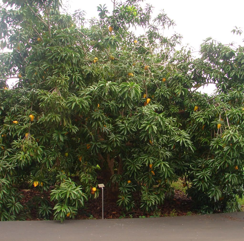 Attractive Canistel Fruit Tree has velvet like branches and large evergreen leaves.
 picture by 7_Heads