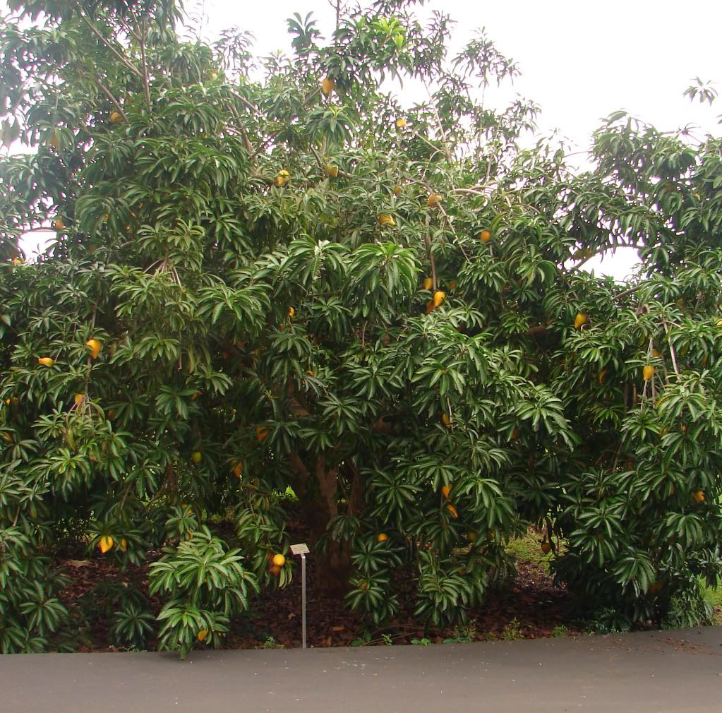 Attractive Canistel Fruit Tree has velvet like branches and large evergreen leaves.
picture by 7_Heads