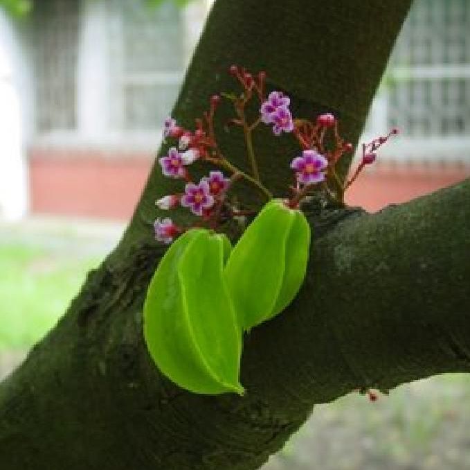 Carambola