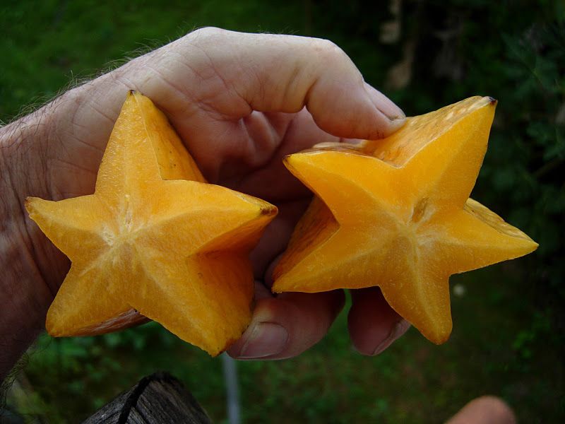 Carambola