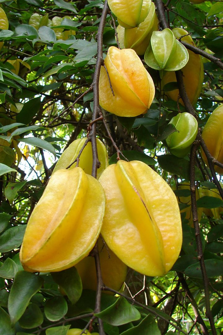 Carambola