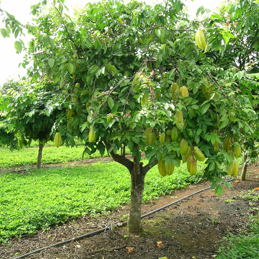 Carambola Tree