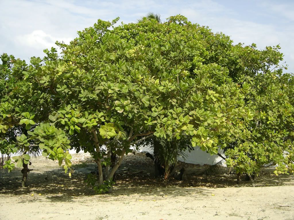 Cashew Tree in Brazil. The Cashew tree is a hearty, fast-growing evergreen with an umbrella-like canopy.