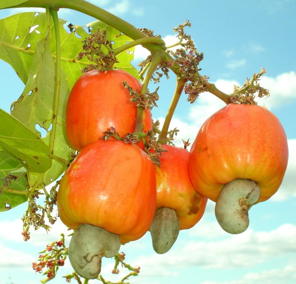 Cashew fruits and leaf detail