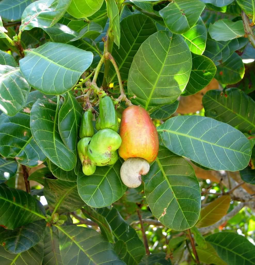 Cashew fruit detail. The leaves of the cashew tree are 4 to 8 inches long and 2 to 3 inches wide.