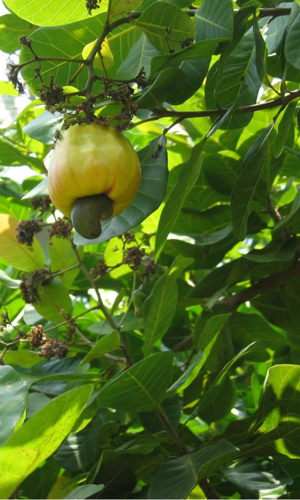 Cashew fruits and leaf detail