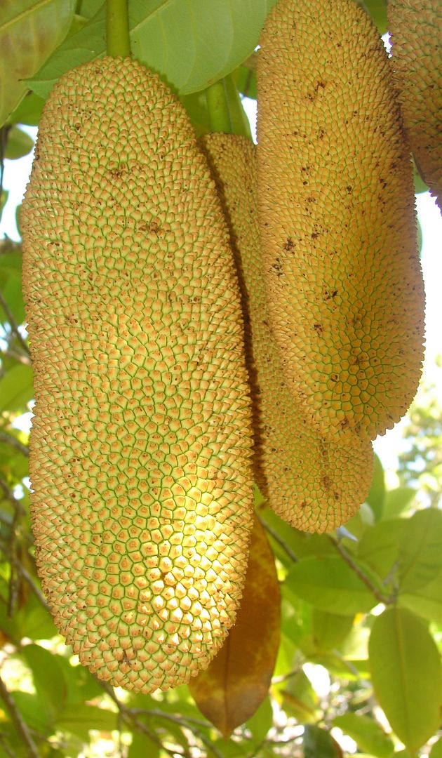 Chempedak
Artocarpus integer