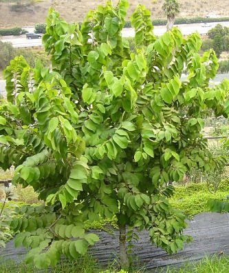 Cherimoya Fruit Tree