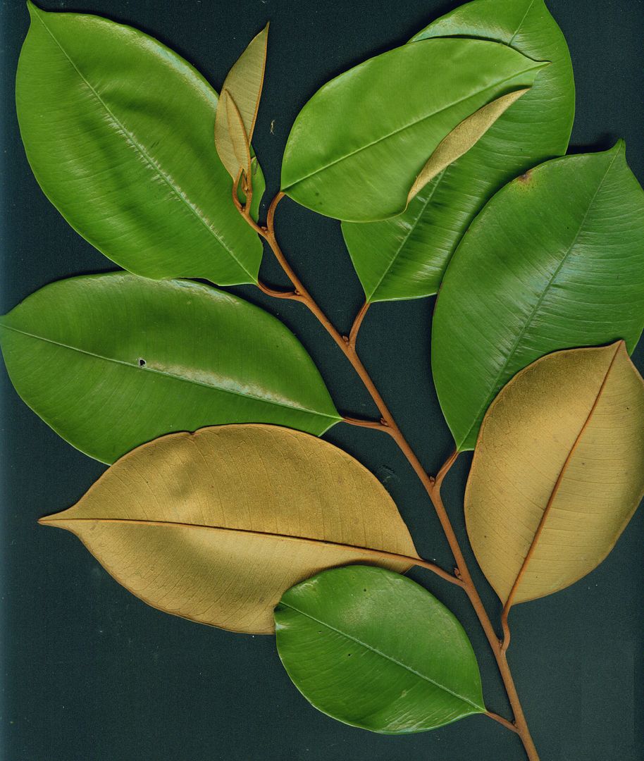 Glossy Emerald Star Apple leaves have a silky golden color on the underside.
Chrysophyllum cainito